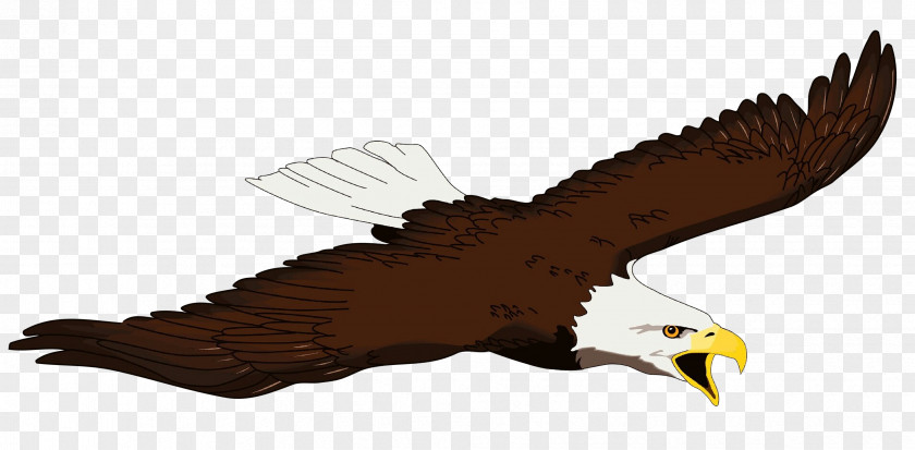 Bald Eagle Bird Beak Clip Art PNG