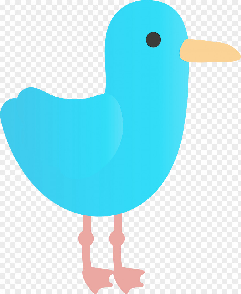 Bird Turquoise Beak Water Duck PNG