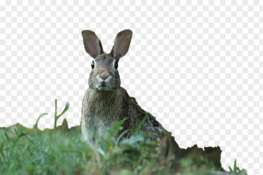 Domestic Rabbit Hare Kleintierpraxis New England Cottontail PNG