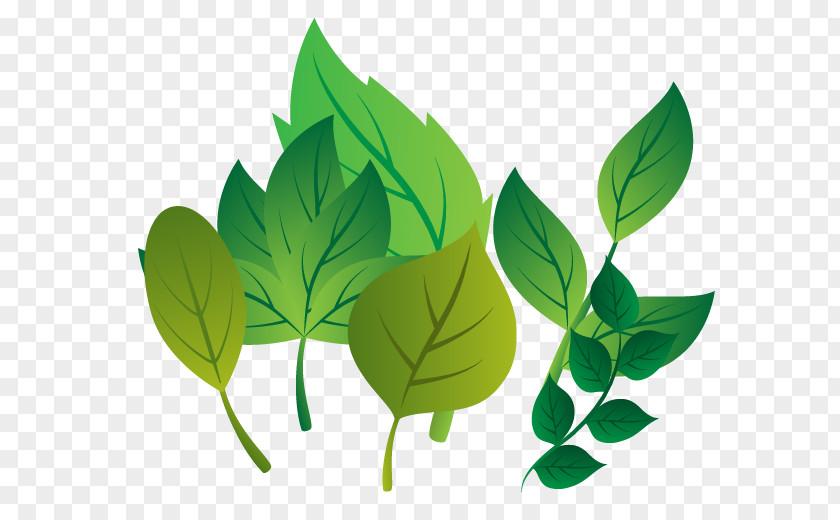 Fresh Leaves Vector Leaf Plant Stem Branch PNG