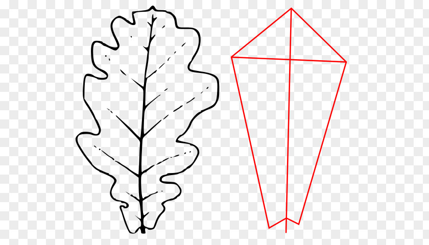 Quercus Robur Leaf Paper Angle Clip Art PNG