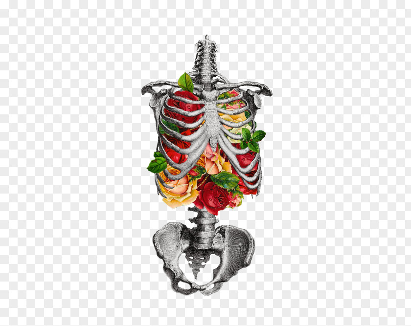 Rib Cage Human Skeleton Anatomy Skull PNG