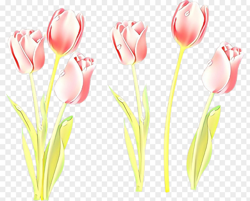 Tulip Flower Pink Cut Flowers Plant PNG