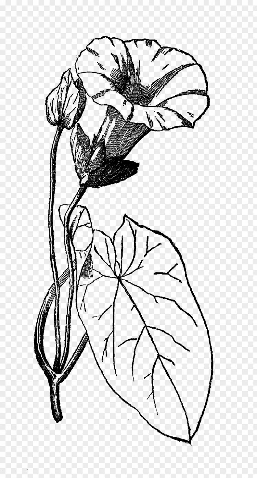 Botanical Flower Illustration Floral Design Morning Glory Drawing PNG