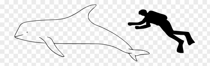 Horse Cetacea Irrawaddy Dolphin Narwhal PNG