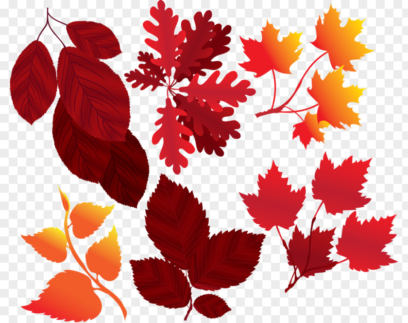 Leaf Vector Graphics Stock Illustration Maple PNG