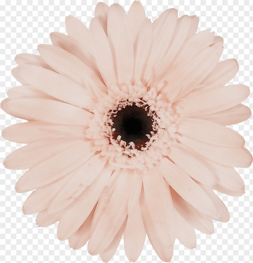 Aster Marguerite Daisy Flowers Background PNG