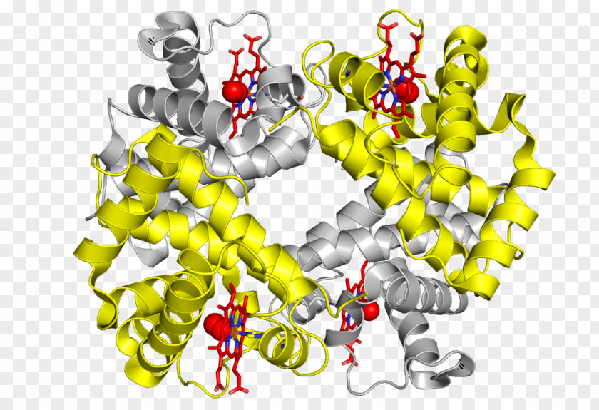 Blood Hemoglobin Protein Substitute Food And Drug Administration Center For Biologics Evaluation Research PNG