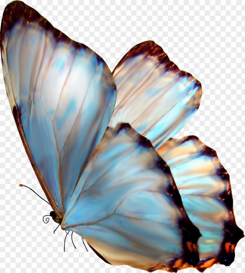 Butterfly Art Painting Clip PNG