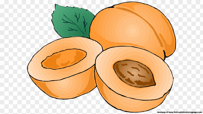 Apricot Pumpkin Fruit Clip Art PNG