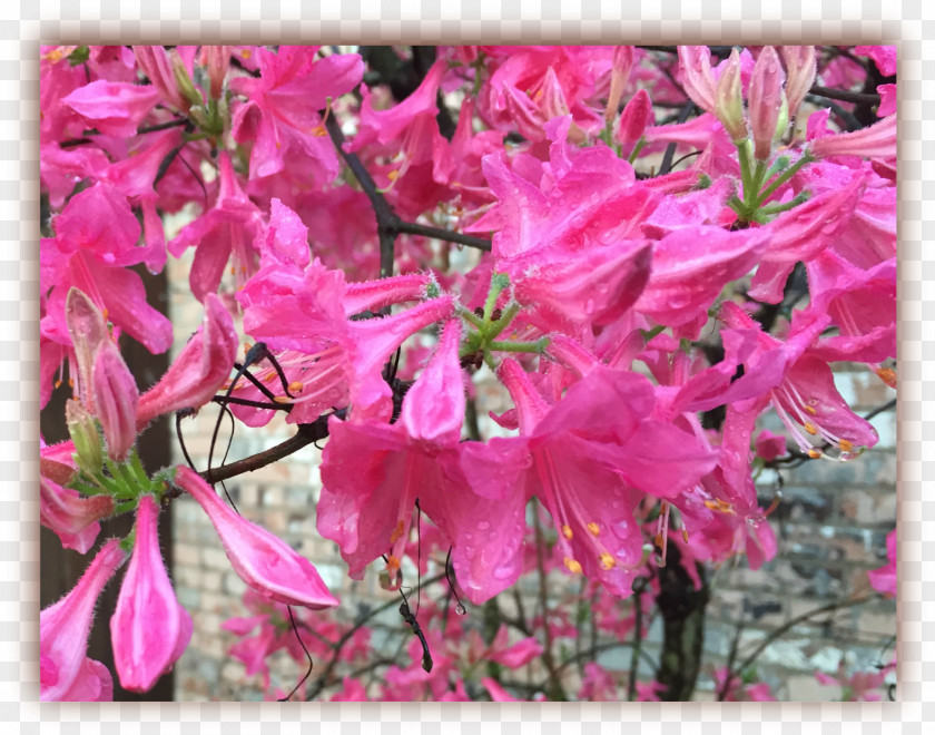 Azalea Flora Rhododendron Subshrub Pink M PNG