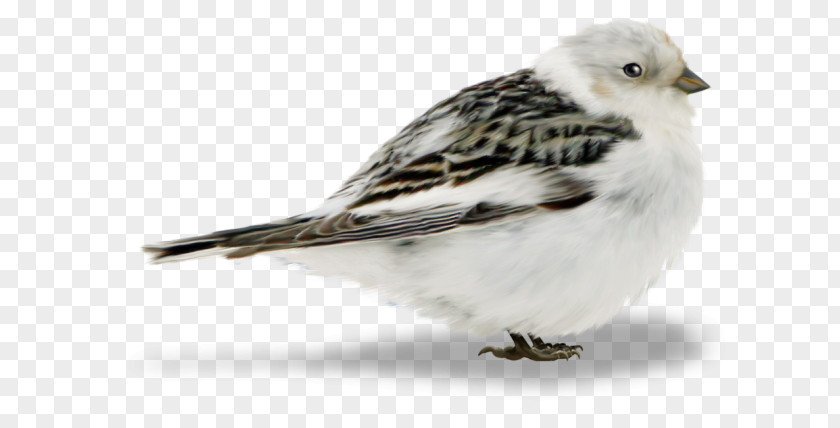 Bird Of Prey Finches Sparrow PNG