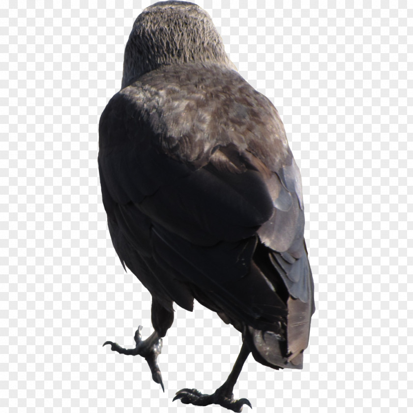 Crow American New Caledonian Rook Bird Common Raven PNG