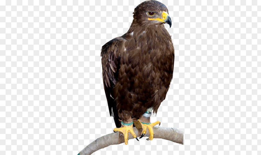 Eagle Bald Hawk Buzzard Beak PNG