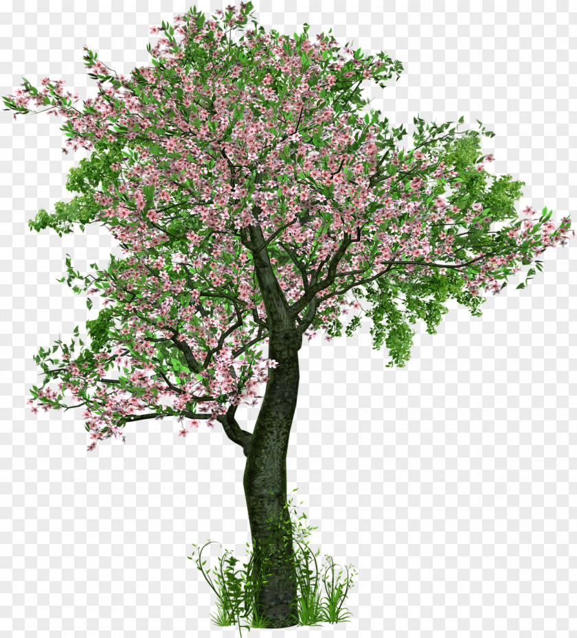 Bushes Tree Planting Deciduous Branch PNG