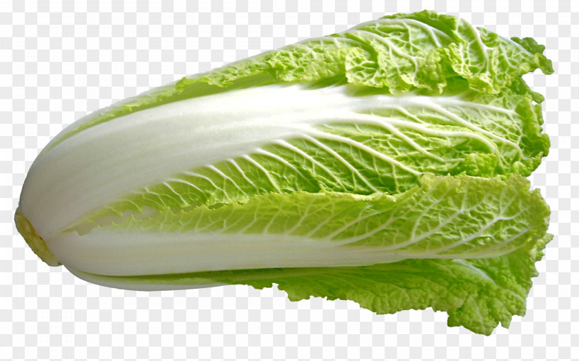 Cabbage Chinese Cuisine Vegetable Napa PNG