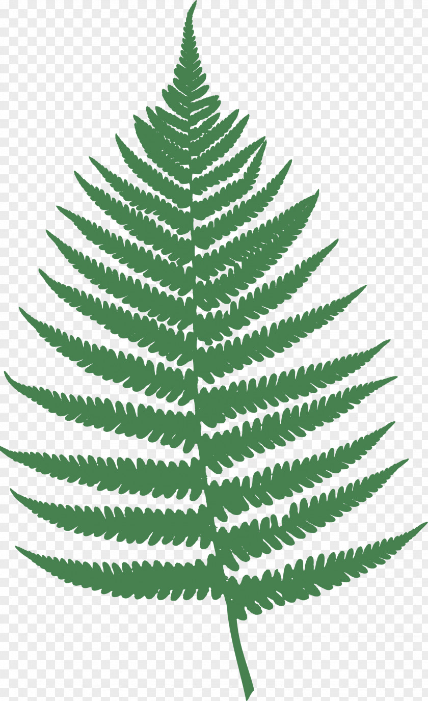 Ferns In Fern Leaf Burknar Clip Art PNG