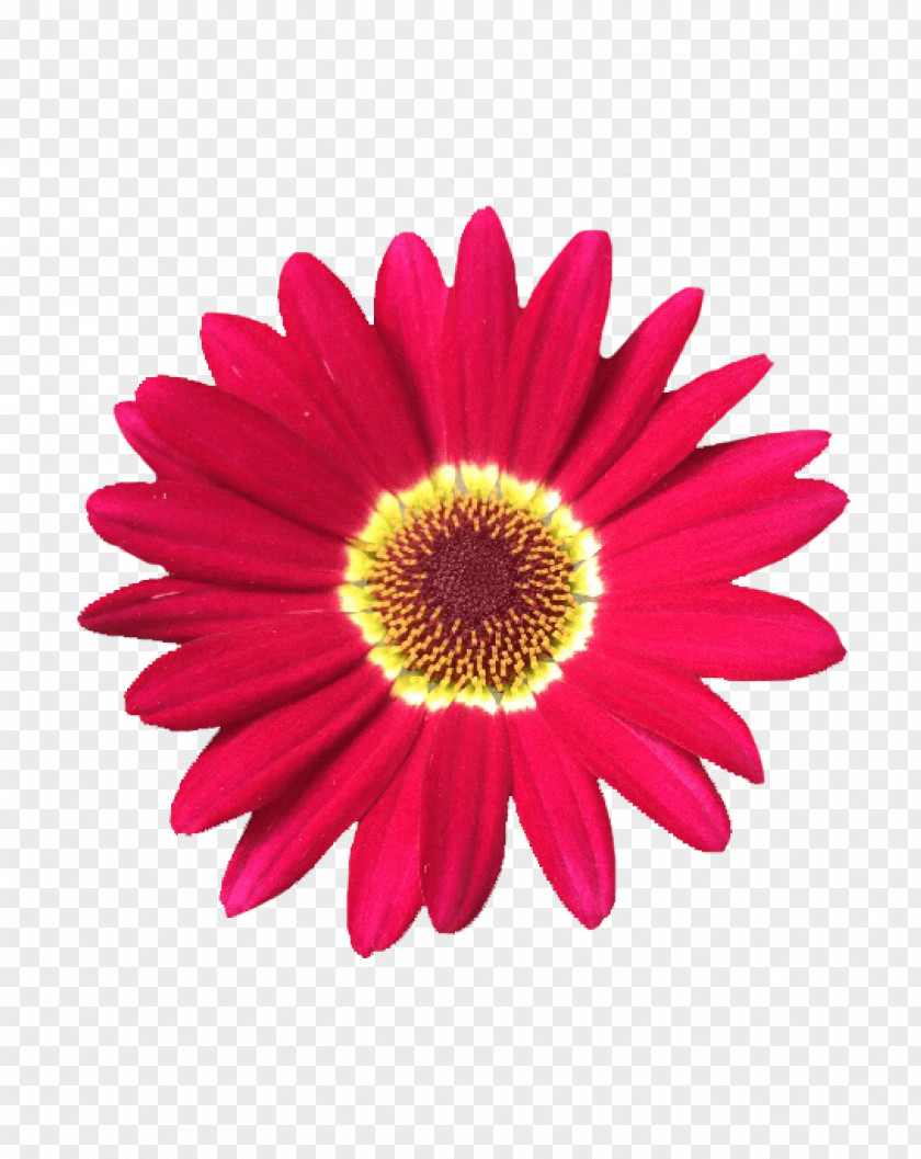 Marguerite Daisy African Flower Flowering Plant Barberton Gerbera Petal PNG