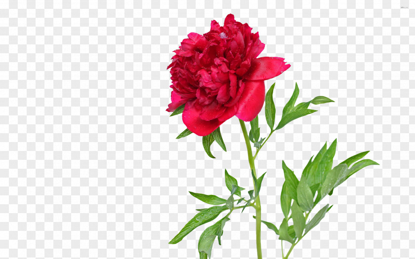 Blossoms Garden Roses Farrow & Ball Peony BP 2303 Wallpaper Desktop PNG