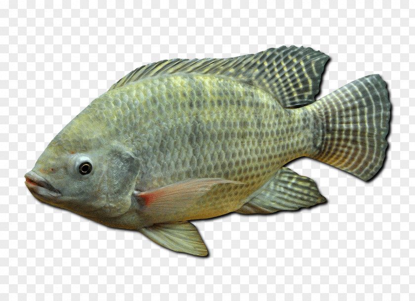 Fish Nile Tilapia Mozambique Oreochromis Aureus Perch PNG