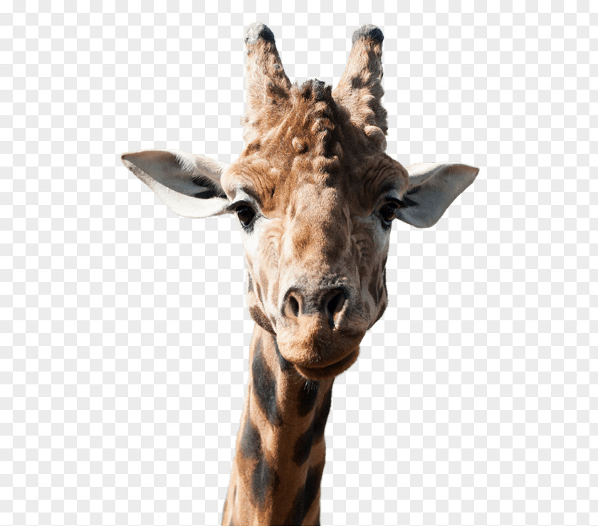 Giraffe National Zoo & Aquarium Animal PoeticKinetics PNG