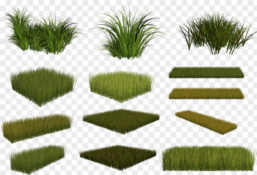 Grass Plant Burknar Clip Art PNG