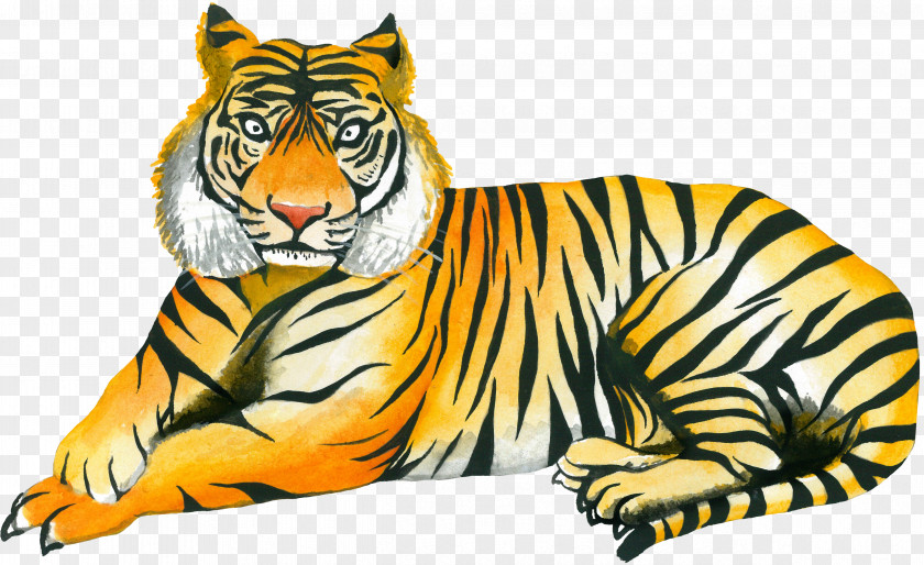 Yellow Tiger Cat Whiskers Wildlife Illustration PNG