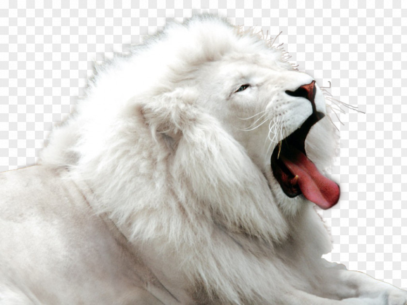Bit Too Wild Kimba The White Lion Felidae Big Cat PNG