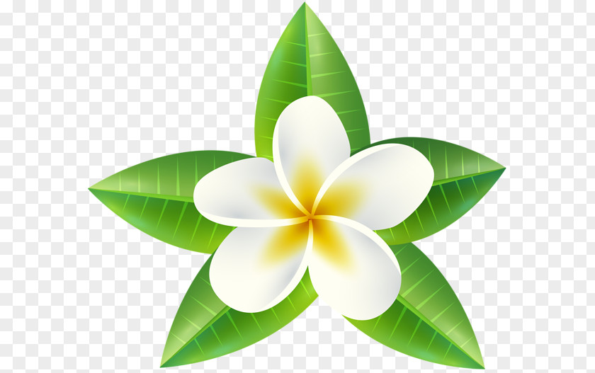 Flower TROPICAL Clip Art PNG