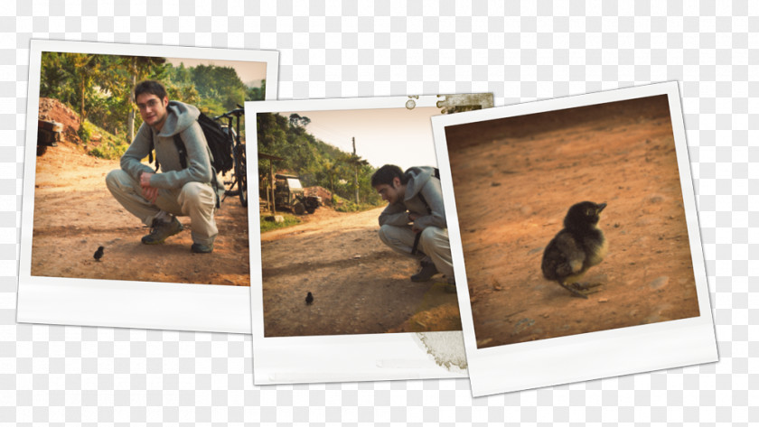 Pha That Luang Lao Mammal Picture Frames PNG