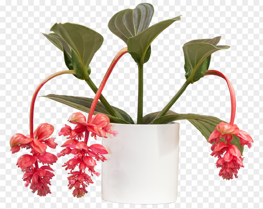 Plant Medinilla Magnifica Houseplant Bathroom Cut Flowers PNG