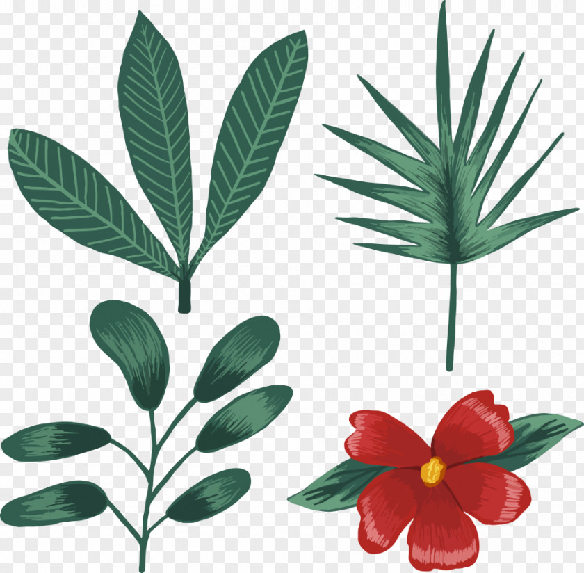 Tropical Plants Euclidean Vector Tropics PNG