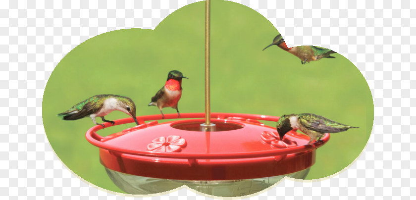 Bird Feeder Hummingbird Feeders Wild Birds Unlimited Feeding PNG