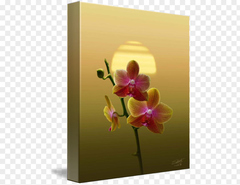 Design Moth Orchids Cattleya Still Life Photography Floral PNG
