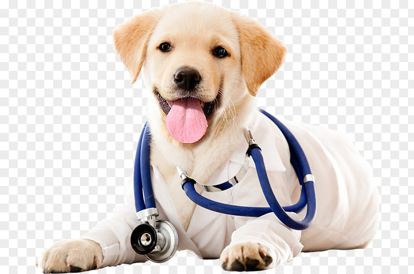 Dog Veterinarian Veterinary Medicine Clinique Vétérinaire Pet PNG