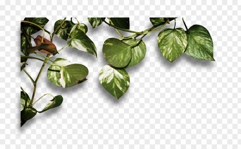 Leaf Vegetable PNG