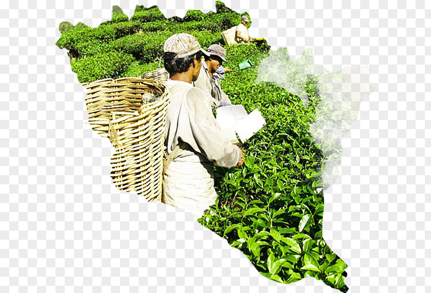 Map Maker Herbalism Agriculture Leaf Vegetable PNG