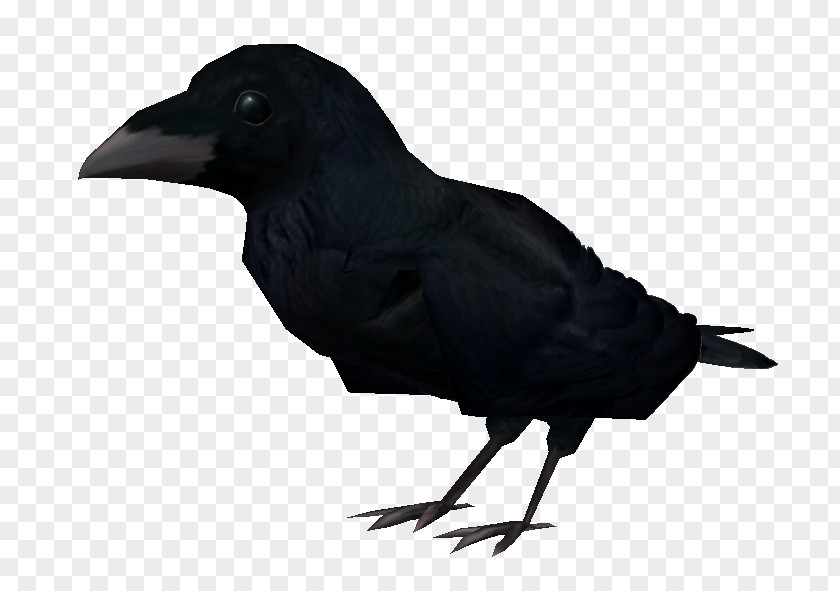 Mud Crab American Crow The Elder Scrolls II: Daggerfall Shivering Isles III: Bloodmoon New Caledonian PNG