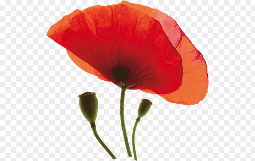 Poppies Common Poppy Oriental Opium California PNG