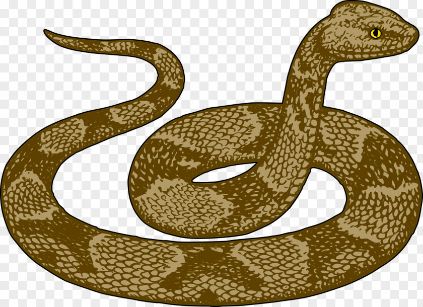 Slender Snake Vipers Free Content Clip Art PNG