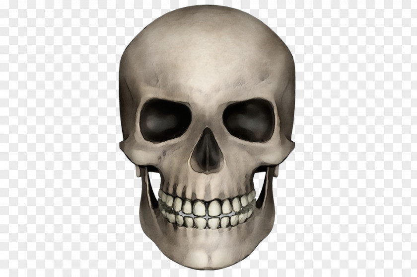 Temple Jaw Human Skull Drawing PNG