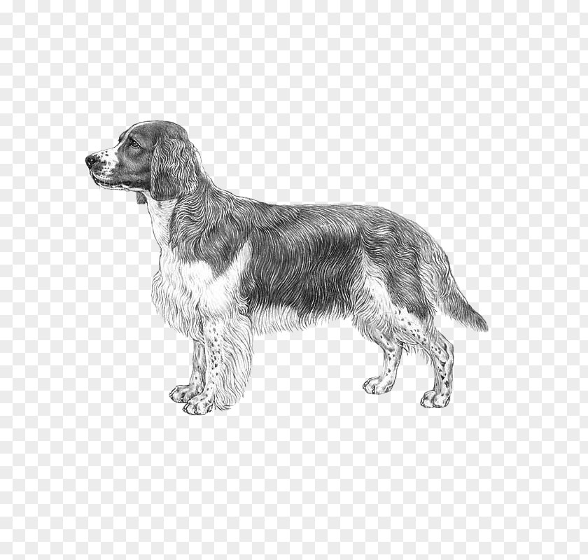 Welsh Springer Spaniel English Cocker Dog Breed PNG