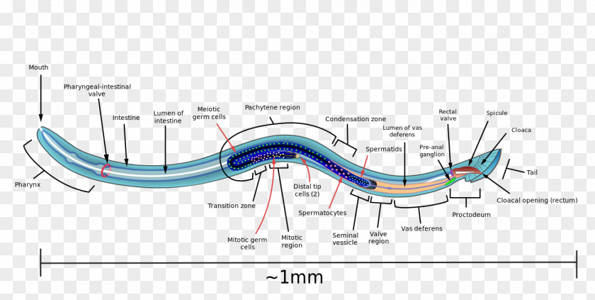 Anatomical Roundworms Reproductive System Reproduction Biology PNG