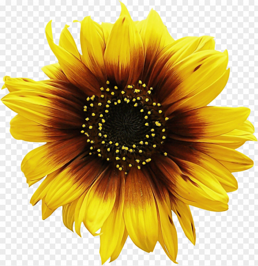 Common Sunflower Poster Oil Sunflowers PNG
