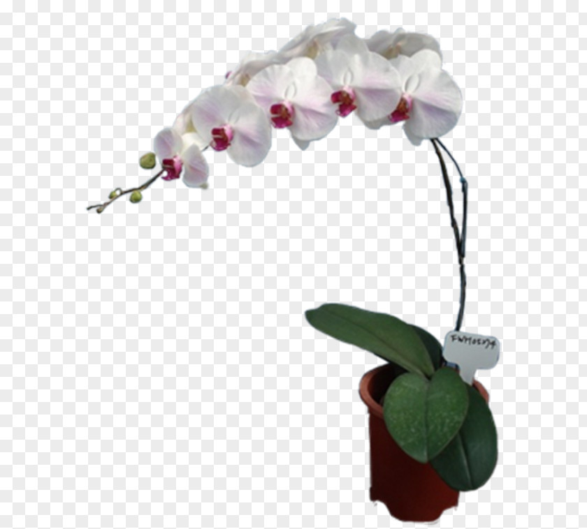 Flower Moth Orchids Cut Flowers Floral Design Artificial PNG
