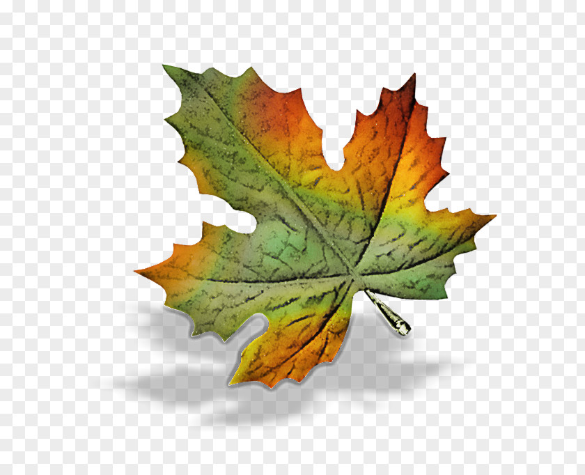 Woody Plant Grape Leaves Maple Leaf PNG