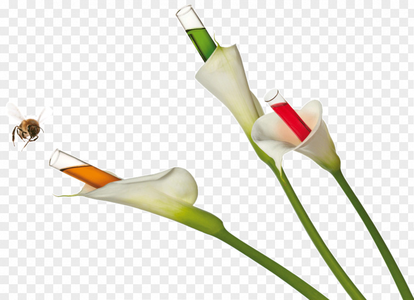 Initiation Arum Lilies Bee Plant Stem Flight Cut Flowers PNG