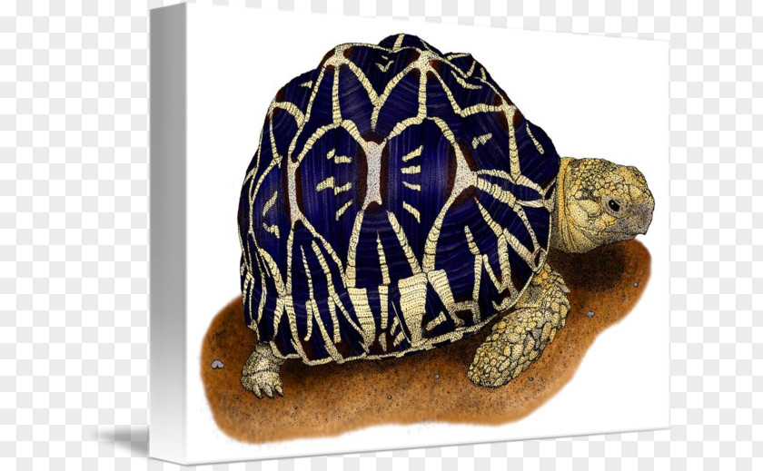 Tortoide Box Turtle Indian Star Tortoise Reptile PNG