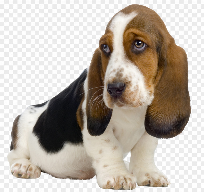 Cute Dog Basset Hound Beagle St. Bernard Puppy Kitten PNG