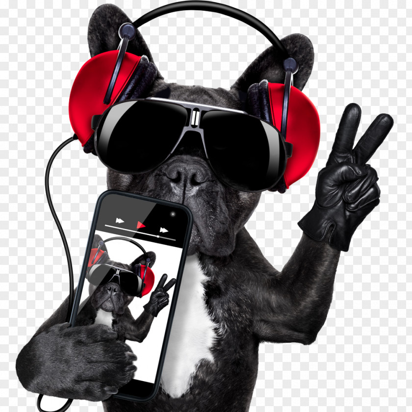 Dog Holding A Cell Phone Microphone Disc Jockey Stock Photography PNG
